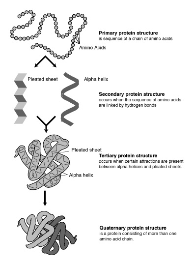 A diagram of protein structures. For more reading on protein structure, check out Madison Technical College's Lab Manual on Protein Structure here: Image from http://matcmadison.edu/biotech/resources/proteins/labManual/chapter_2.htm