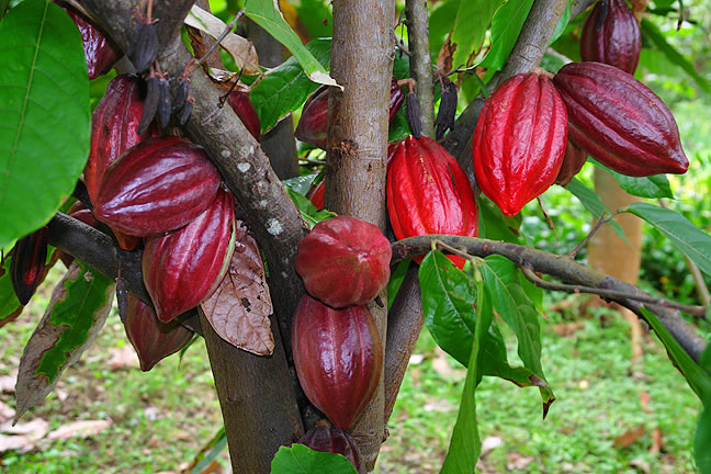 cacao-tree