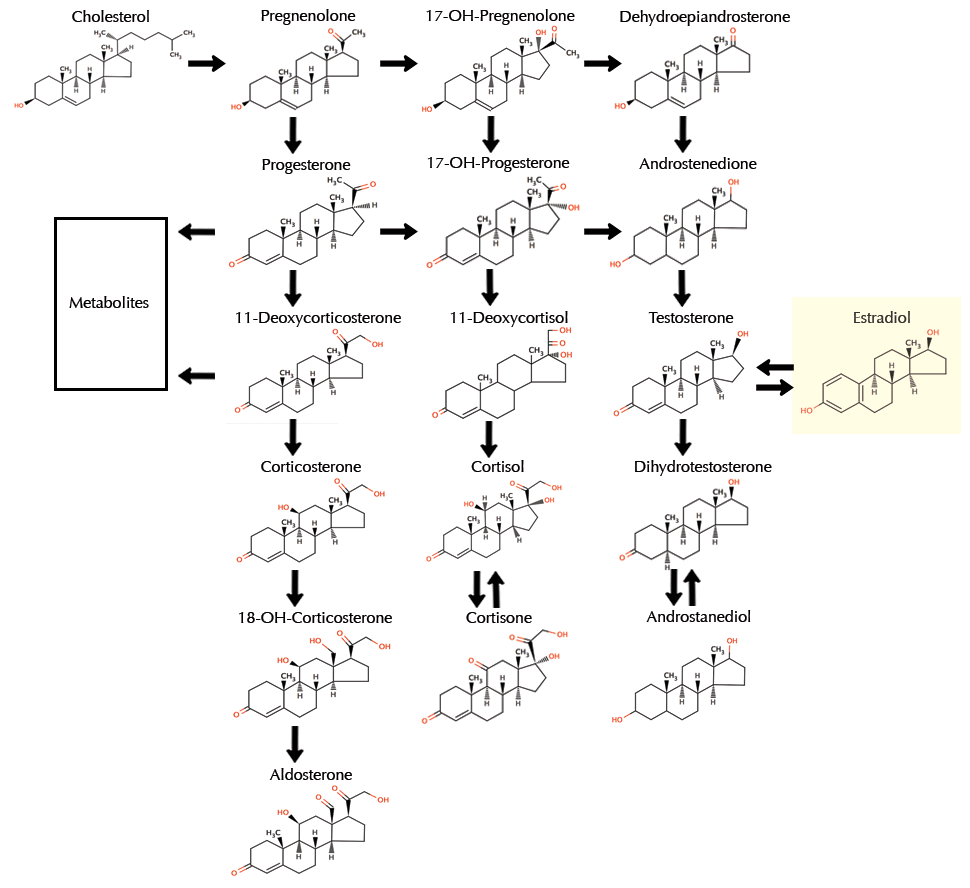synthesis-estrogen-chart