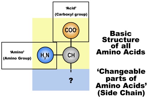 figure-2-amino-acid-general-structure