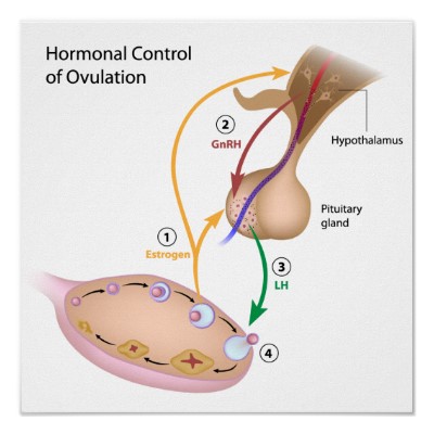 hormonal_control_of_ovulation_poster-r364f6336526d42dcb2775d35ba309313_wvp_400