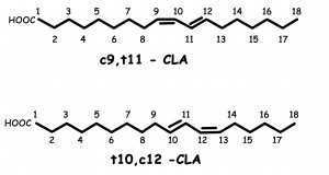 Research Review: Can CLA help you lose body fat? - Precision Nutrition