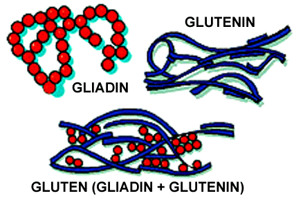 gliadin-glutenin-gluten