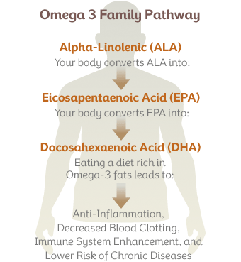 omega3_pathway