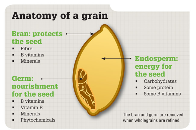 whole-grain-anatomy2