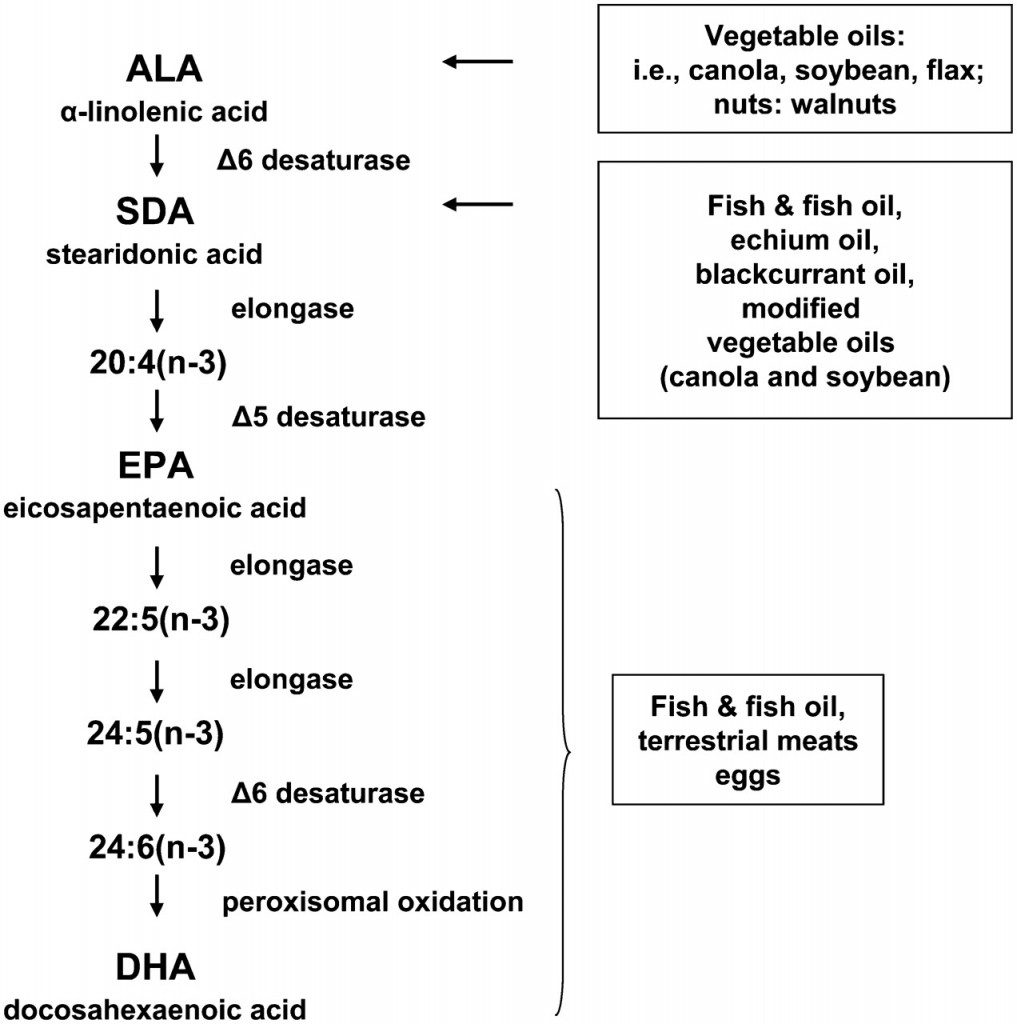 ALA-DHA-conversion-pathway