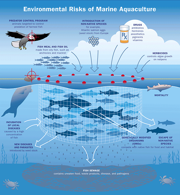 Environmental risks of marine aquaculture