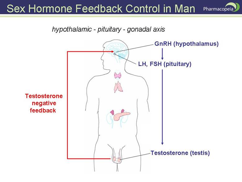 Testosterone feedback loop in men