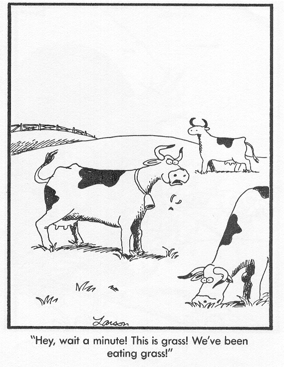 cows-eating-grass