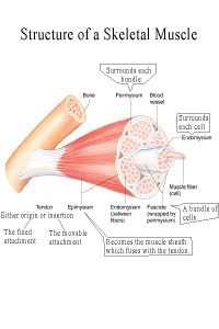 All About Muscle Growth - Precision Nutrition