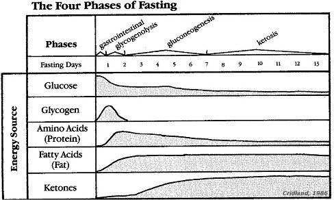 Stages of fuel use during fasting