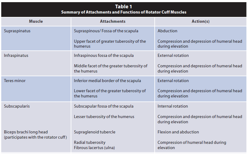 Attachments and functions of rotator cuff muscles