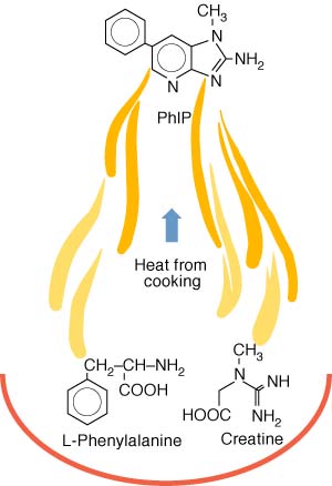 How heat from cooking forms HCA compounds