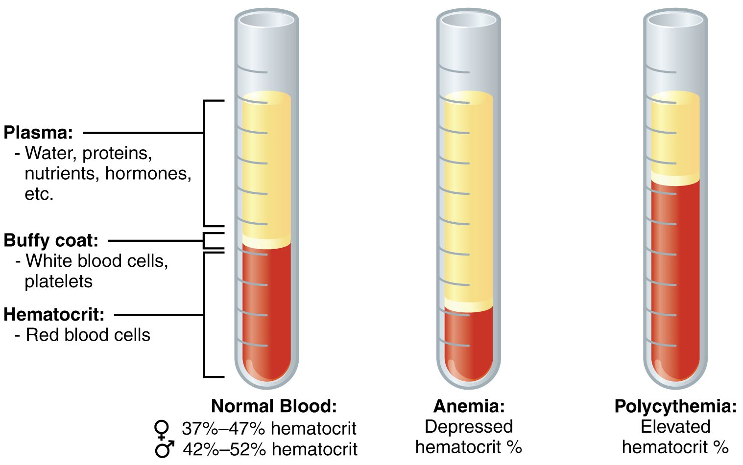 Blood Tests and Lab Analysis