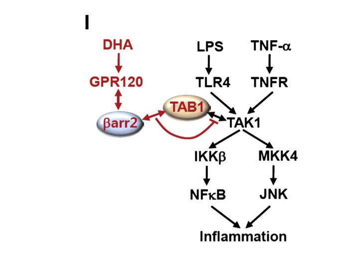 Schematic of how DHA through GPR120 is anti-inflammatory. From Figure 3I, Oh 2010.