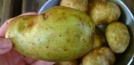 ask-julie-are-green-potatoes-poisonous-1