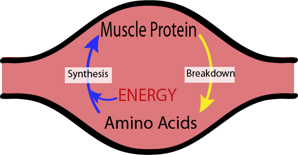 Schematic of muscle synthesis and breakdown. Muscle synthesis requires amino acids and energy.