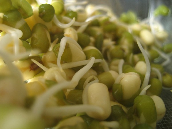 Legume sprouts