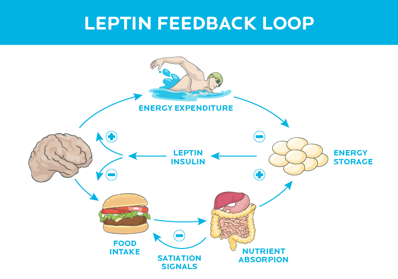 The Leptin Feedback Loop - how your brain drives your food consumption over time