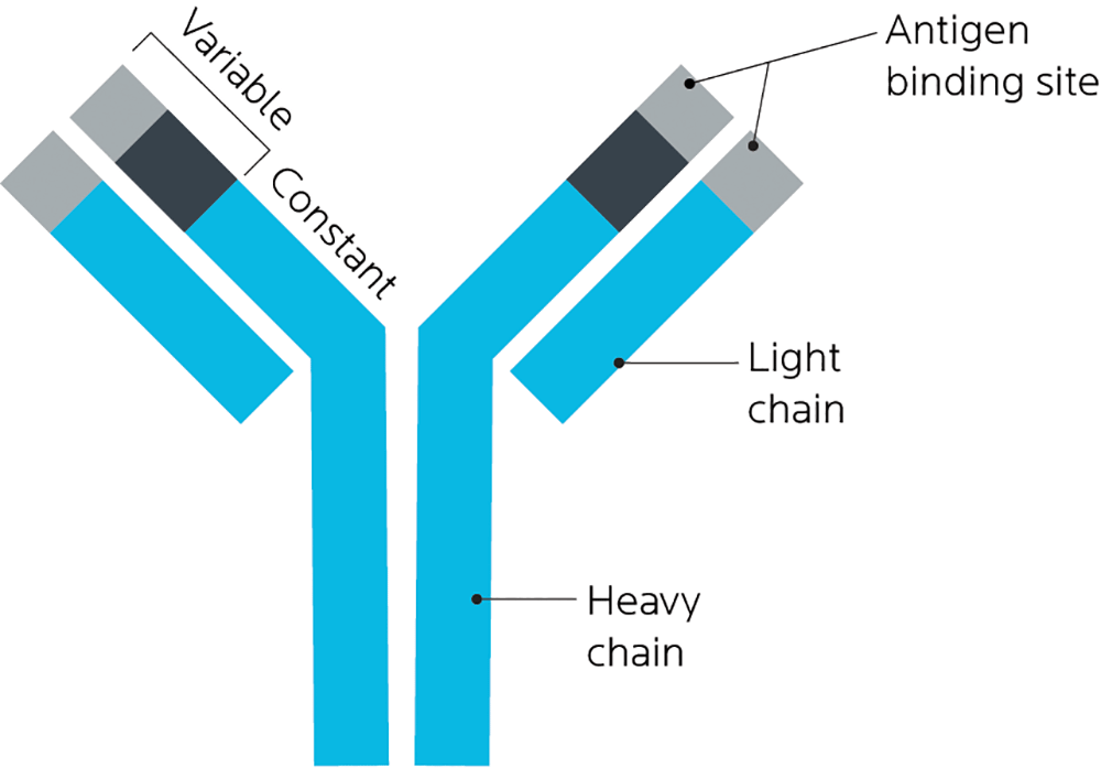 Antibody structure and antigen binding sites