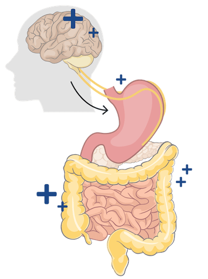 Graphical depiction of the connection between the brain and the stomach and intestines.
