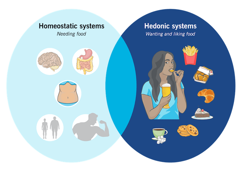 Graphic depiction of the Homeostatic systems (needing food) and Hedonic systems (wanting and liking food)