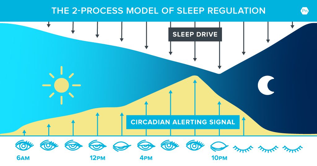Chart shows how sleep drive and the circadian alerting signal interact and fluctuate throughout the day. Sleep drive gradually increases from wake time (6 am) and peaks at 10 pm (bedtime). The circadian alerting signal gradually increases from 6 am (wake time) until 12 pm. It doesn't increase at 2 pm, which allows sleep drive to "overpower" it, causing drowsiness and the "mid-day slump." After 2 pm, the circadian alerting signal begins increasing again and peaks at about 9 pm. At 10 pm, it begins to decrease and allows sleep drive to once again overpower causing you to become sleepy at bedtime.
