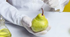 Scientist's hands in latex gloves holding a Bartlett pear.
