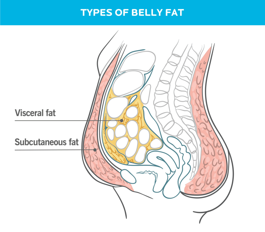 This illustration shows the two types of fat that reside in the belly region. Subcutaneous fat is close to the surface, and is the kind you can pinch. Visceral fat is deeper, and surrounds your organs. 